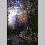 forest cyclist.jpg